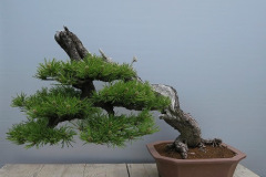 bonsai-erstling-1