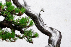 bonsai-erstling-2